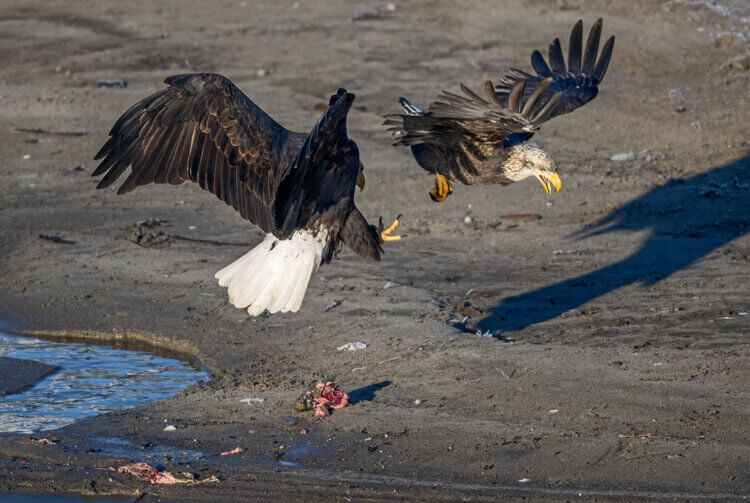 Bald eagles fighting, Squamish BC