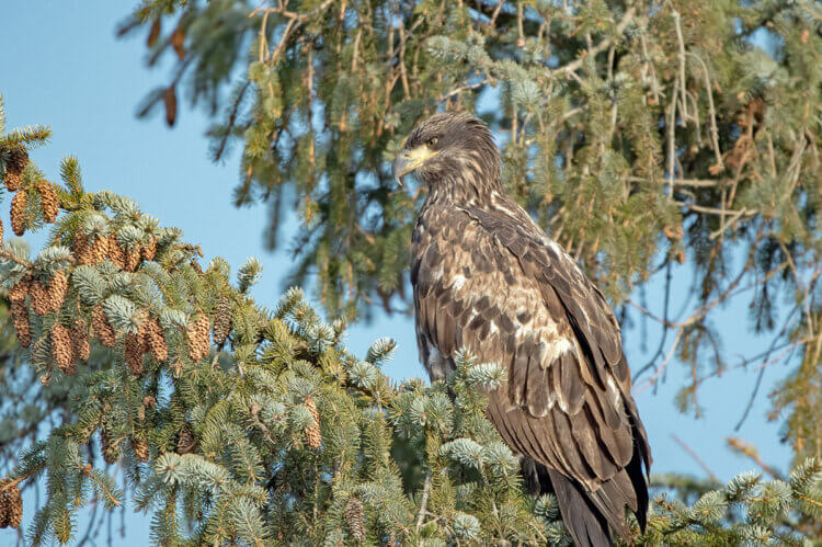 Immature bald eagle, Squamish, BC