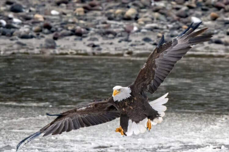 Bald eagle, Squamish BC