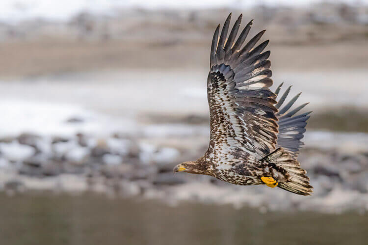 Immature bald eagle in flight, Squamish, BC