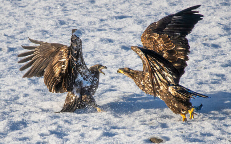 Bald eagles, Squamish River, BC