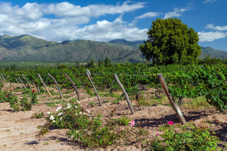 Vineyards near Cafayate, Argentina.