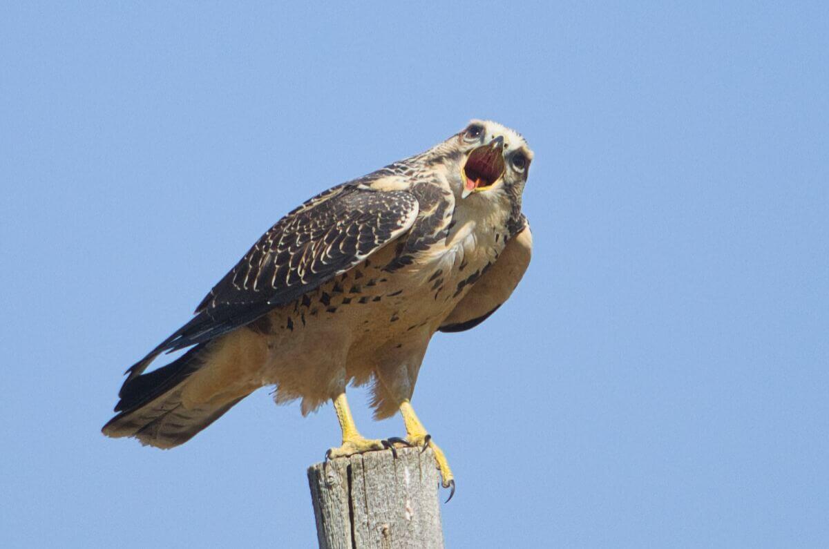 Swainson's Hawk, Saskatchewan