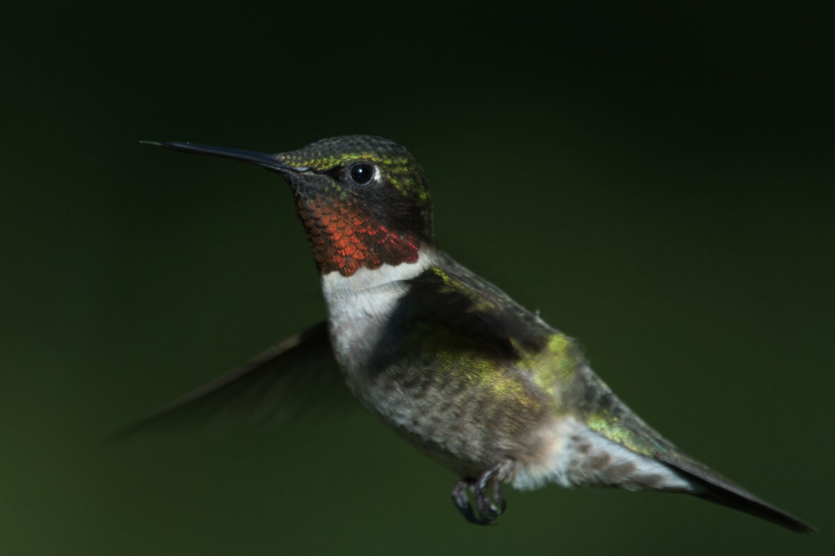 Original RAW file hummingbird