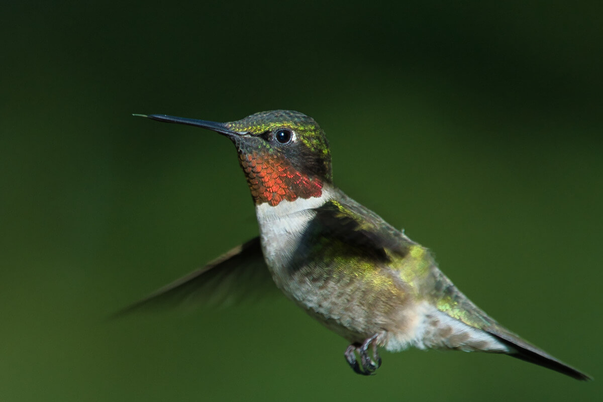 Hummingbird