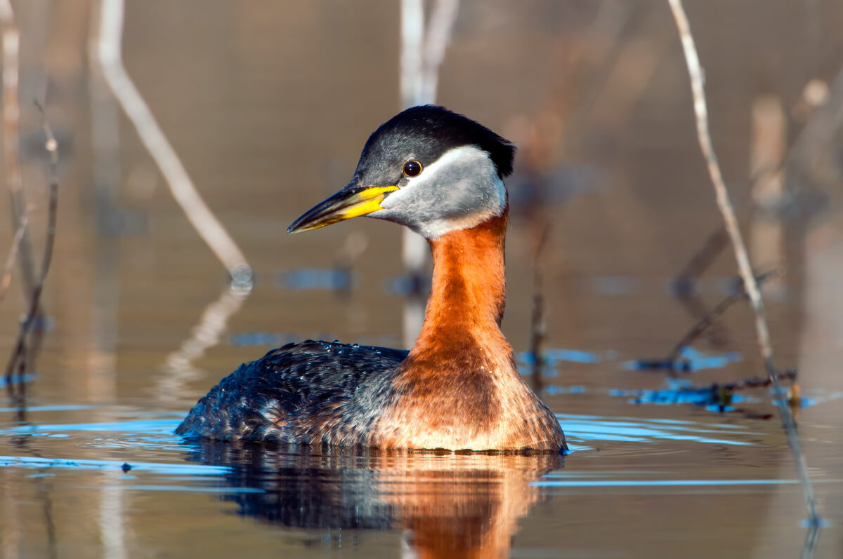 Red-necked grebe