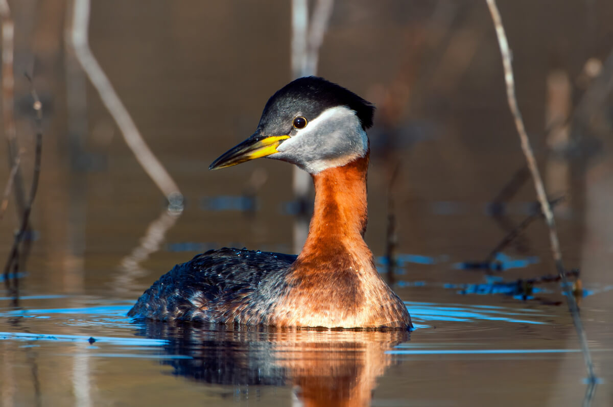 Red-necked grebe