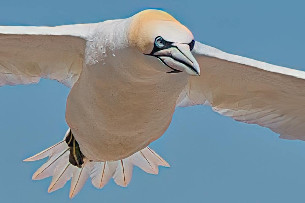 Northern gannet