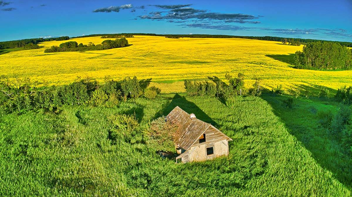 Canola, Thickwood Hills, Saskatchewan