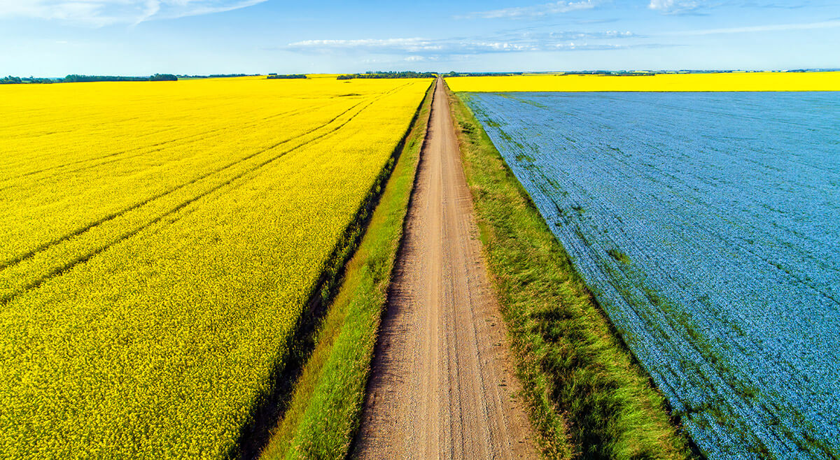 Canola and flax fields in bloom, Saskatchewan.