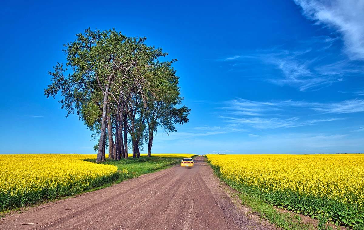 road through canola fields, Saskatchewan