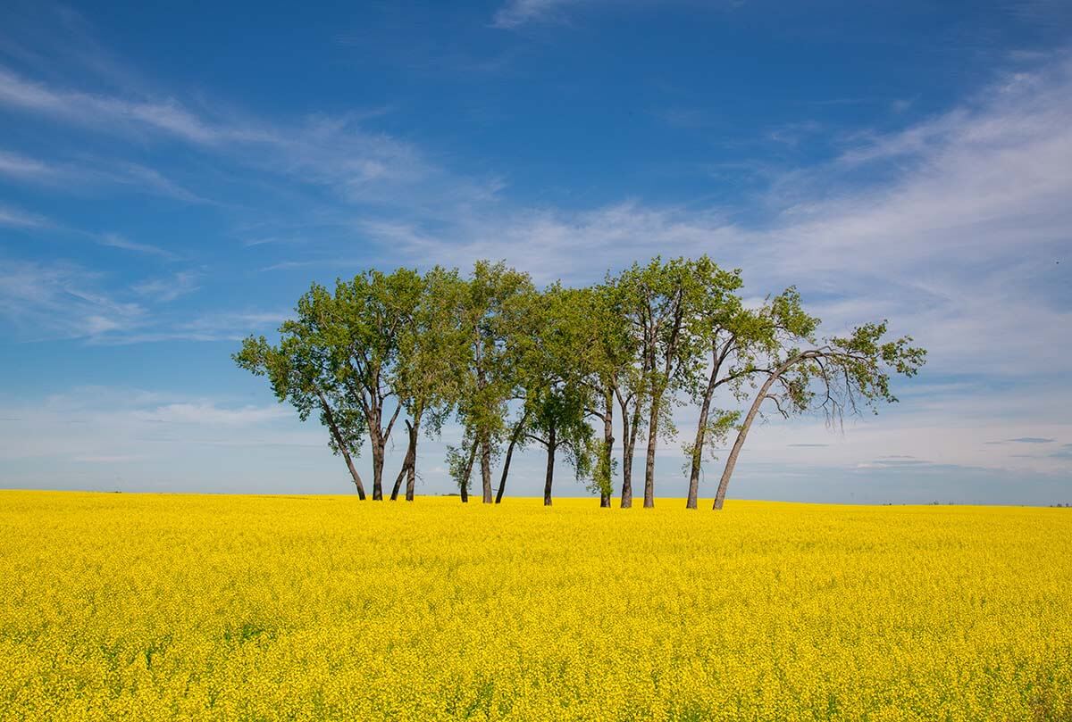 Trees in canola field, Saskatchewan