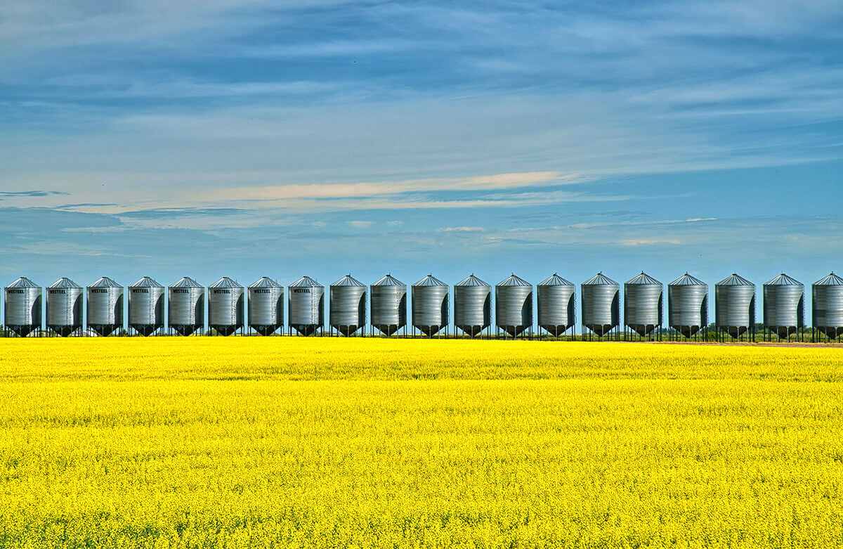 Canola field near Aberdeen, Saskatchewan