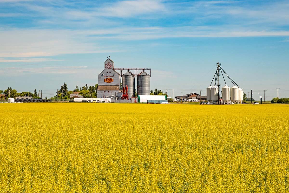 Canola field at Aberdeen, Saskatchewan