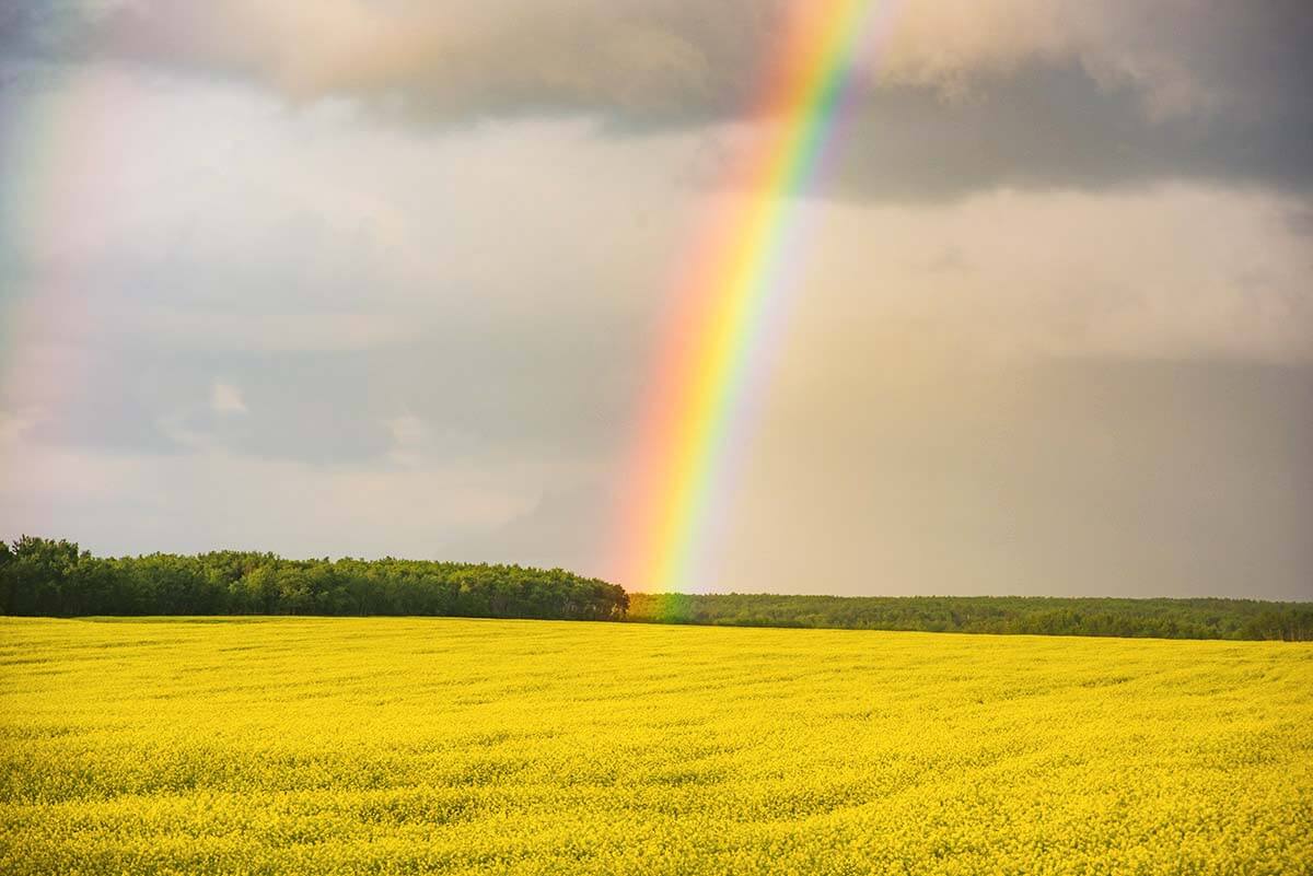 Rainbow over canola field, Saskatchewan