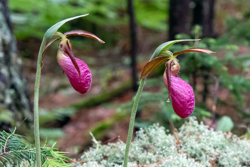 Pink ladyslipper flowers, Killarney Provincial Park, Ontario