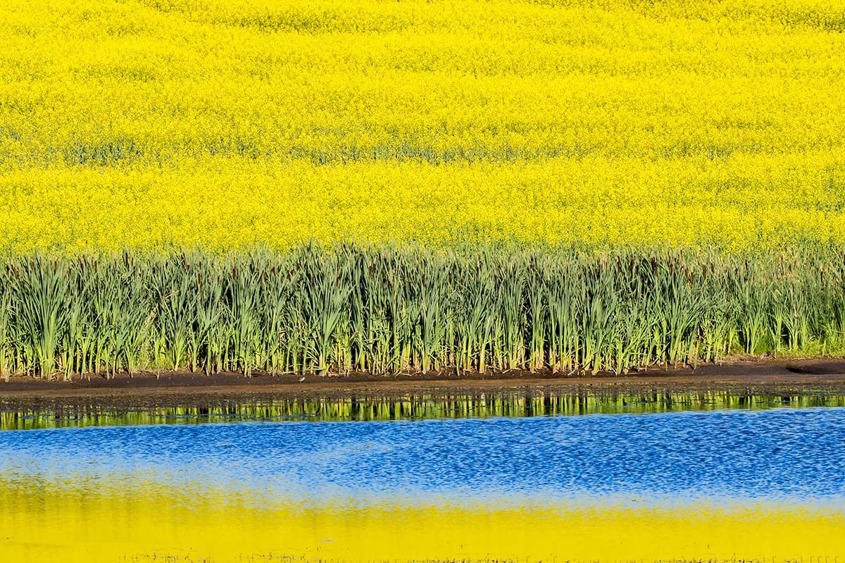 Canola field, Saskatchewan