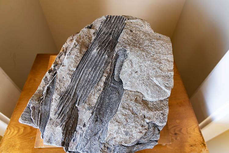 Fossil display at Cape Enrage, New Brunswick