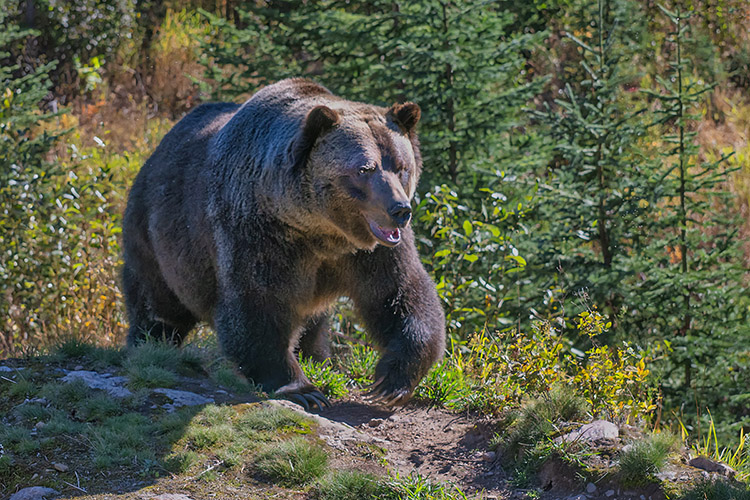 Boo the grizzly bear, Grizzly Bear Refuge near Golden, BC