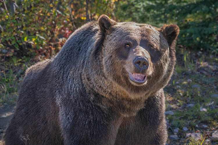 Boo the grizzly bear, Grizzly Bear Refuge near Golden, BC