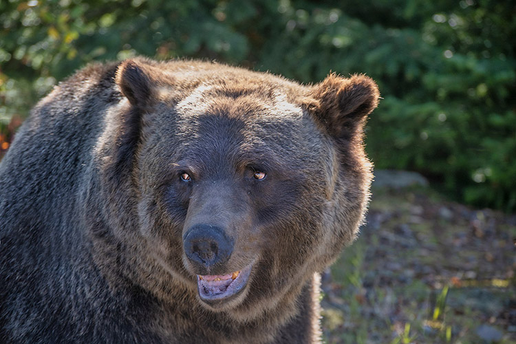 Boo the grizzly bear, Grizzly Bear Refuge near Golden, BC.