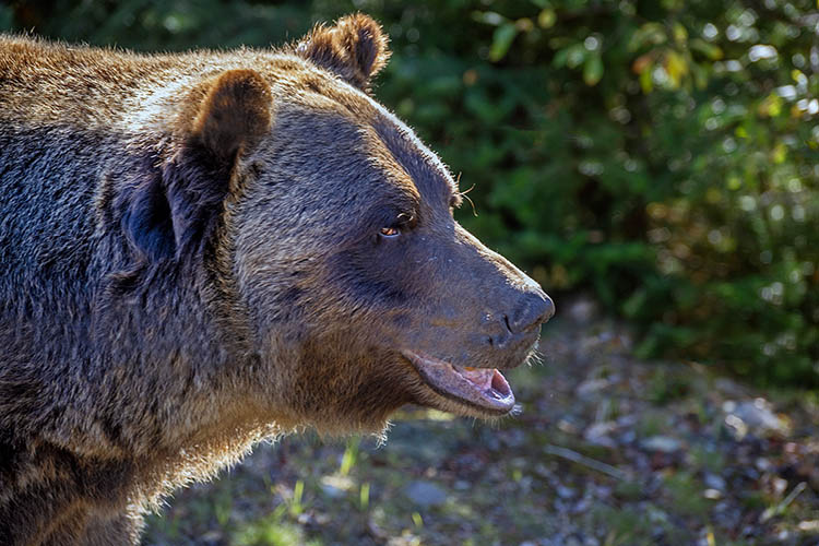Boo the Grizzly Bear, Grizzly Bear Refuge, Golden, BC