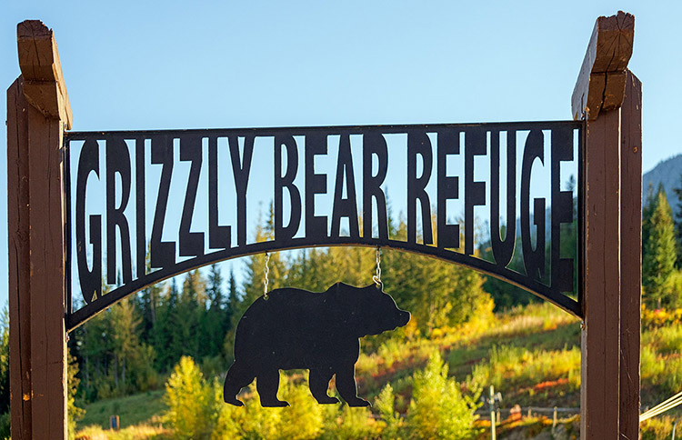 Grizzly Bear Refuge at the Kicking Horse Resort, Golden, BC