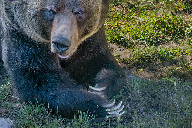 Boo the Grizzly Bear, Grizzly Bear Refuge near Golden, BC