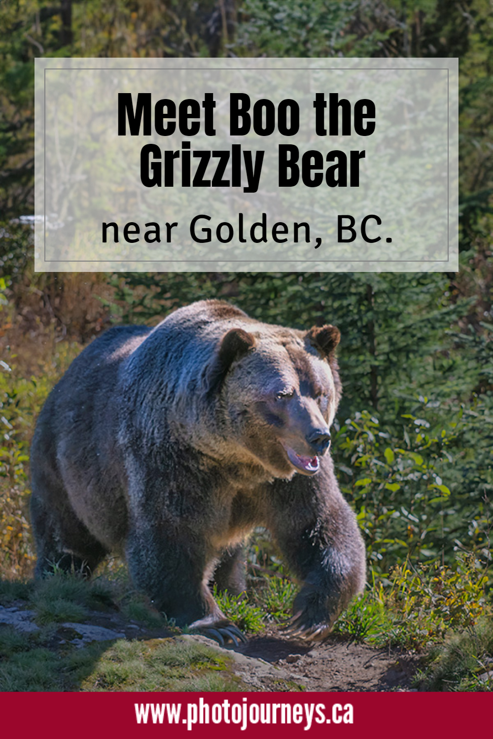 PIN for Boo the Grizzly Bear at Grizzly Bear Refuge, Golden, BC