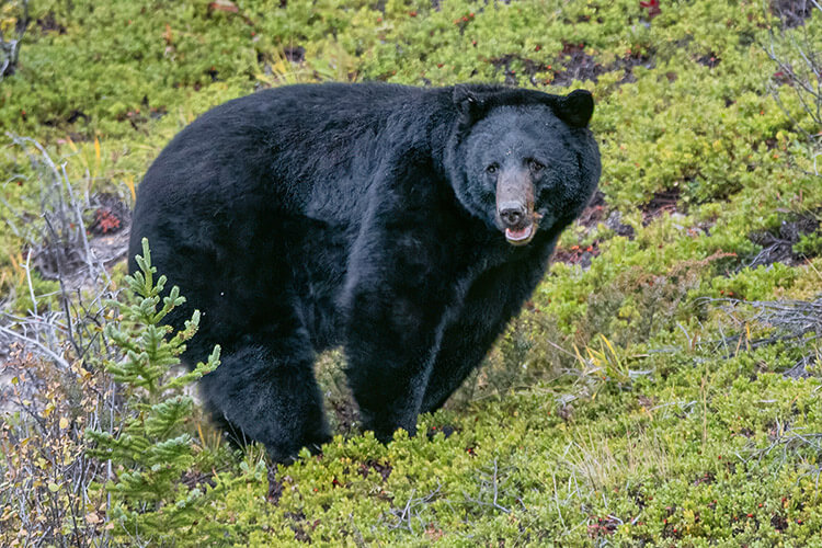 Black bear, Jasper National Park.