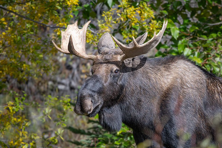 Bull moose, Jasper National Park.