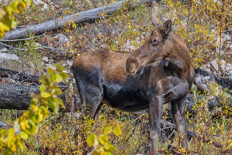 Cow moose.