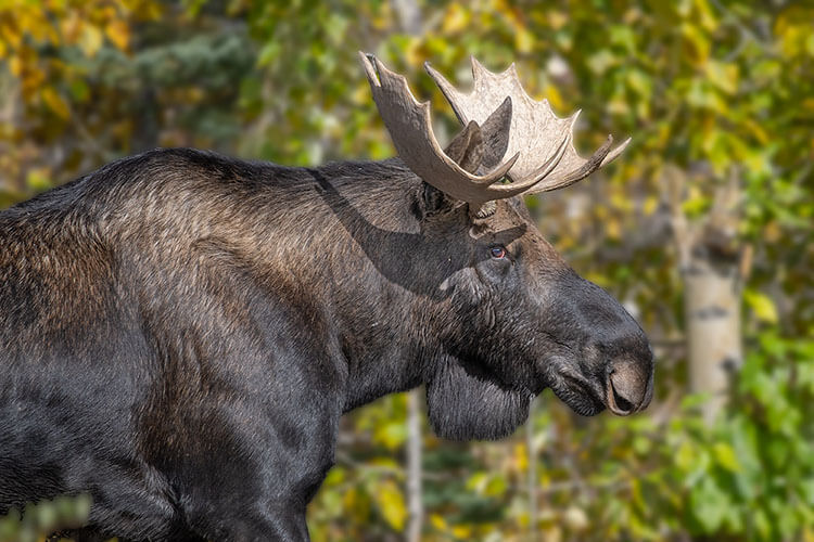 Moose, Jasper National Park, Alberta