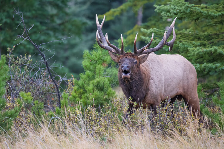 Bull Elk, Jasper National Park..