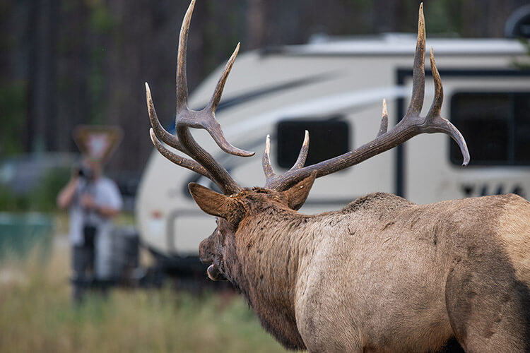 Bull elk, Jasper National Park, Alberta