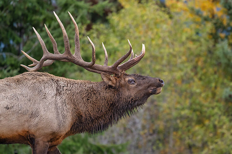Bull elk, Jasper National Park, Alberta.