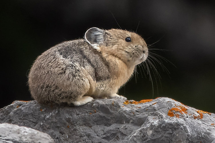 Pika.