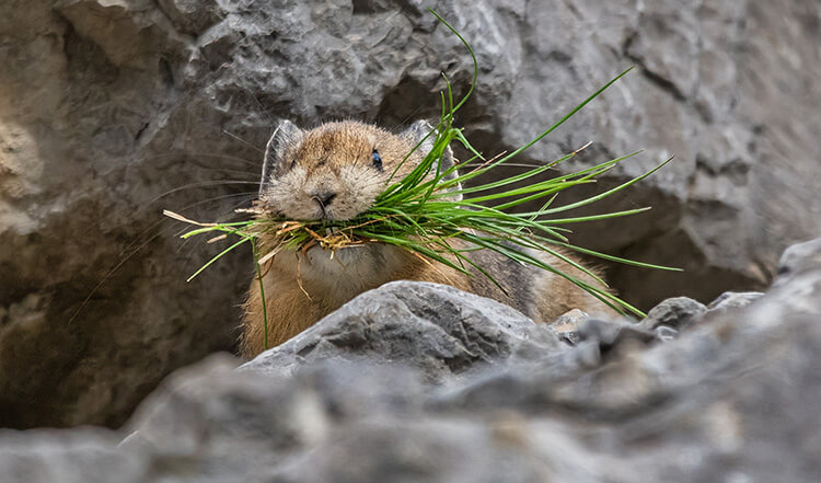 Pika.