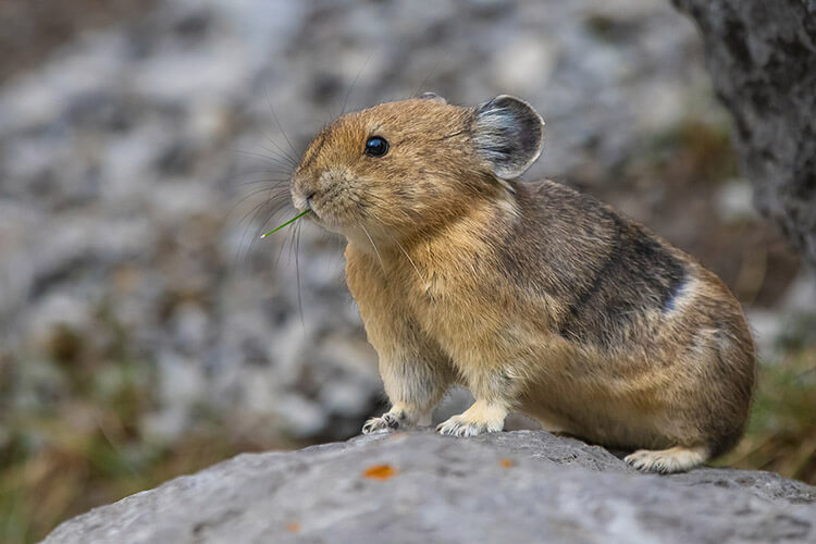 Pika.