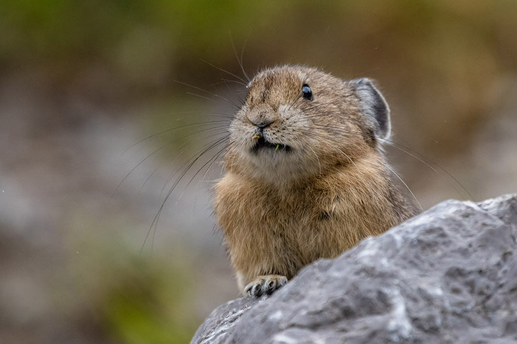 Pika