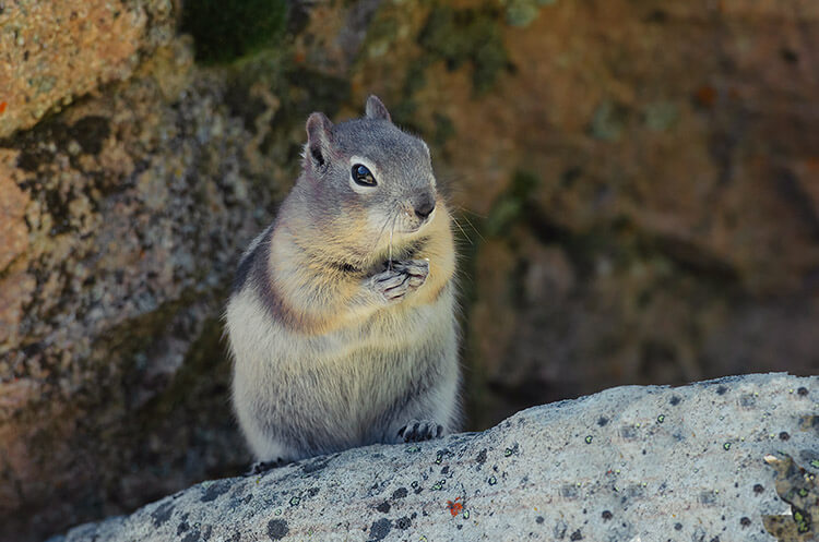 Columbian ground squirrel.