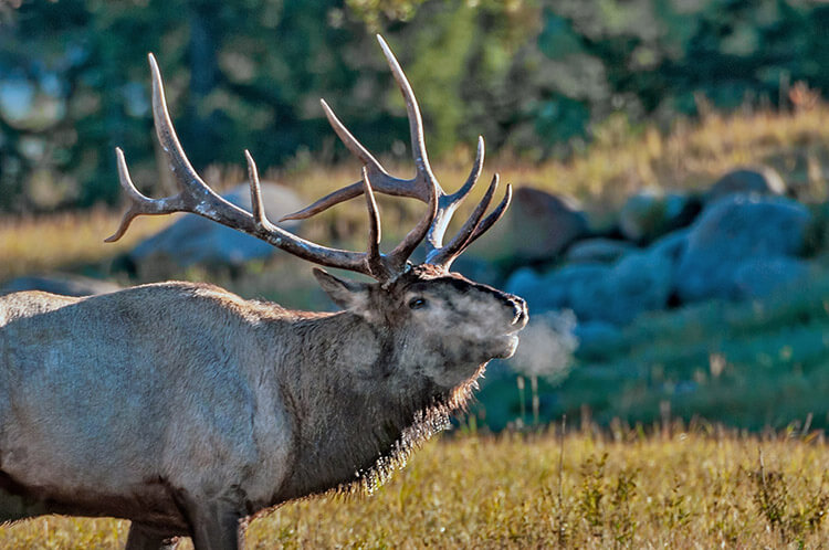 Bull elk, Jasper National Park, Alberta