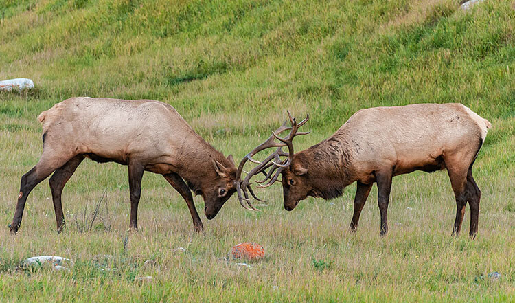 Bull elk fighting, Jasper National Park, Alberta.