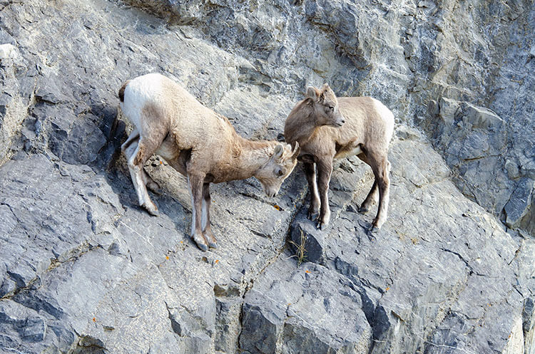 Bighorn sheep, Jasper National Park, Alberta.