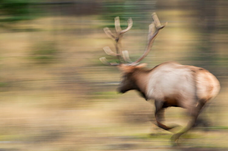 Bull elk charging, Jasper National Park, Alberta