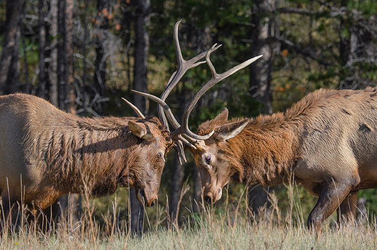 Bull elk fighting, Jasper National Park, Alberta