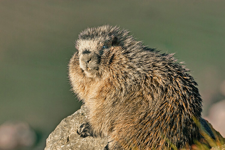 Hoary marmot.