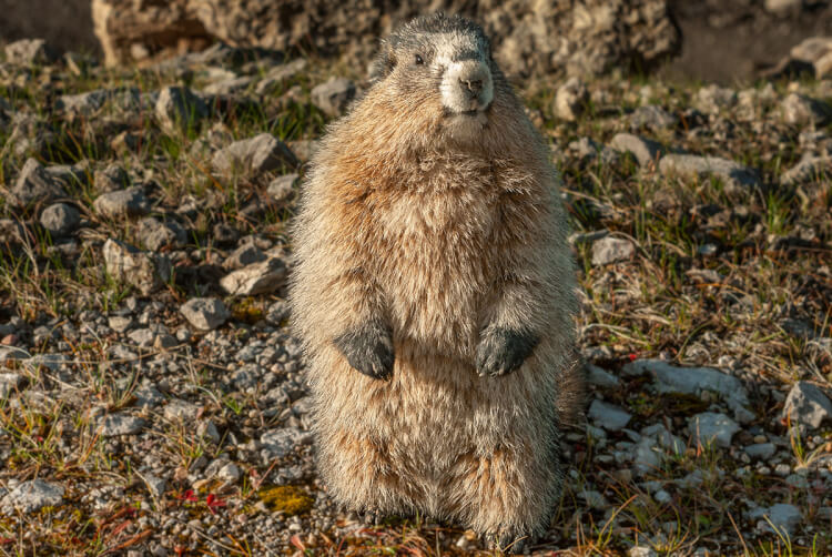 Hoary marmot.