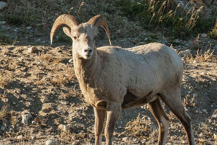 Bighorn Sheep ram, Jasper National Park.