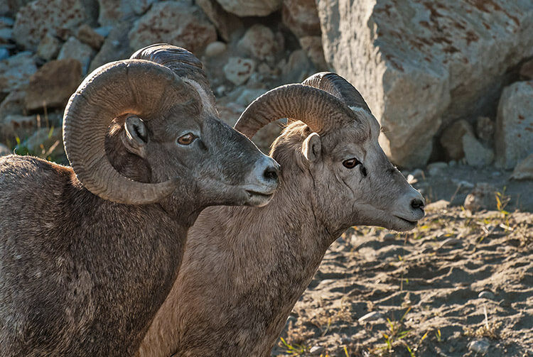 Wildlife photography, Bighorn sheep.